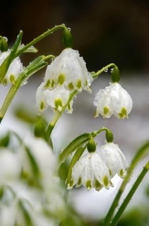 Amaryllidaceae, spring knot flower, leucojum vernum, fairy tale cup, daffodil, flora, high size,