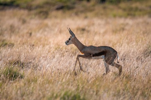 Young springbok (Antidorcas marsupialis) in meadow, Mountain Zebra National Park, South Africa