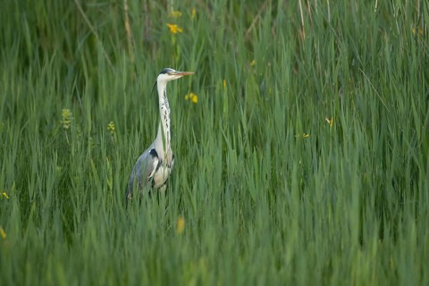 Grey heron (Ardea cinerea) adult bird in a reedbed, RSPB Minsmere nature reserve, Suffolk, England,