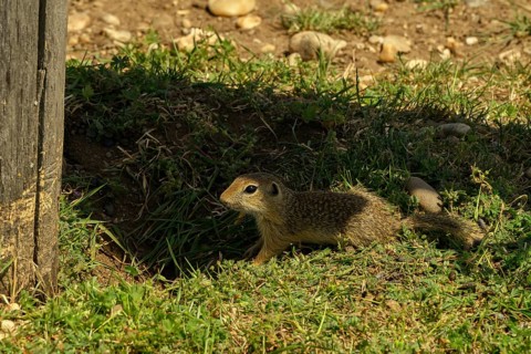 Hof Palace, Baroque garden, Baroque estate, zoo, ground squirrels (Spermophilus), Marchfeld, Lower