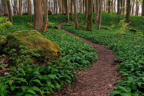 Winding forest path through an idyllic beech forest in spring with lush green wild garlic on the