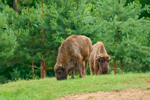 Two bison in a green meadow, surrounded by trees, in a natural setting, European bison (Bos