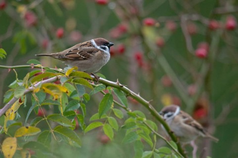 Tree sparrow, dog rose, Passer Montanus, Rosa Canina, rosaceae, rose family, sparrow, tree sparrow,