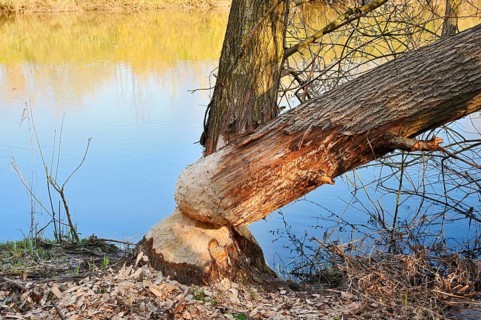 Silver willows (Salix alba) gnawed and felled by the European beaver (Castor fiber) on the River