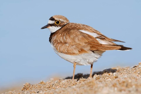 Little Ringed Plover (Charadrius dubius, Thinornis dubius), North Rhine-Westphalia, Germany