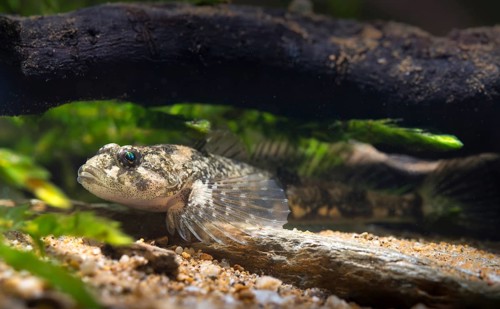 Bullhead, Cottus Gobio, European Bullhead, Millers Thumb, Mühlkoppe, Westgroppe, Common Bullhead,