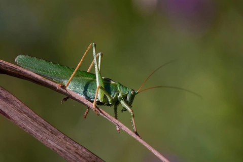 Grasshoppers, Great Green Bush Cricket, Big Hayhorse, Hayhorse, Deciduous Locusts, Singhoppers,
