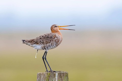 A long-legged bird on a post with an open beak in a peaceful natural setting, Dümmer nature park