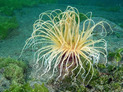 Delicate tentacles of the filiform cylinder rose (Cerianthus filiformis) underwater on a sandy