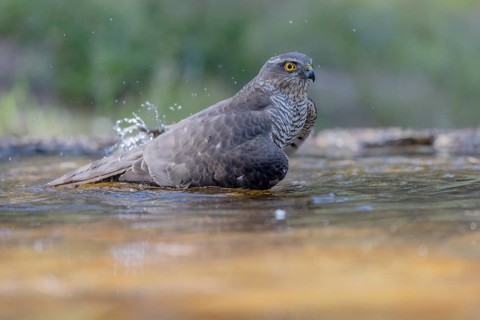 Sparrowhawk (Accipiter nisus), bathing, Catalonia, Spamia