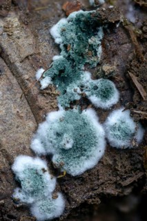 Mold, hose fungus spec., Trichoderma viride, fungi, fungus, high size, portrait format, mushrooms