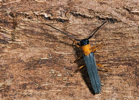 Honeysuckle linebuck, hedgehog lineborn, oberea pupillata, root-spotted lineborn, beetle, longhorn