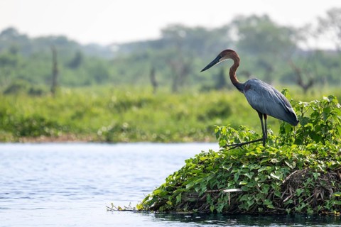 A purple heron (Ardea purpurea) stands by the water, White Nile, Murchison Falls National Park,