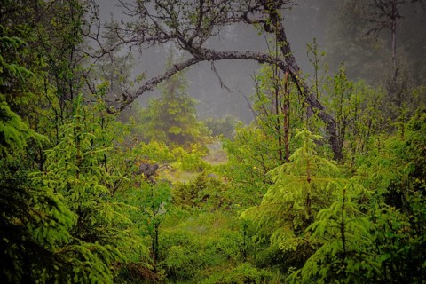 View through young firs on a curved branch of a tree in drizzle, Gol, Halligdal, Buskerud, Norway
