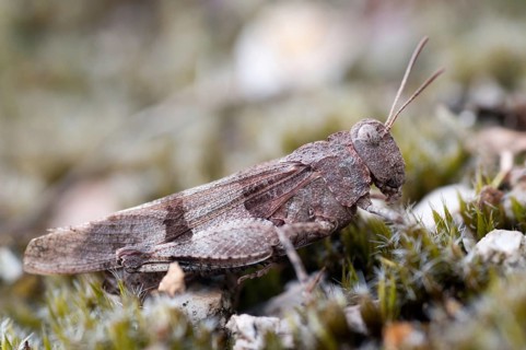 Blue-winged wasteland scare, caelifera, grasshoppers, short-feeler scare, Oedipoda caerulescens,
