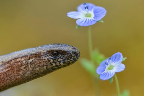 Anguis fragilis, slow worm, western slow worm, blindworm, deaf adder, hazelworm, reptiles, lizards,