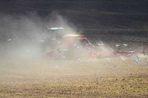 Tractor with seed drill in a cloud of dust on a dry field and surrounded by seagulls in Ystad,
