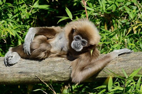 A white-handed gibbon or Lar (Hylobates lar) is lying on a tree trunk, found in Asia
