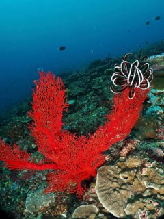 Bright red corals, the red knotted fan coral (Melithaea ochracea), underwater amongst colourful
