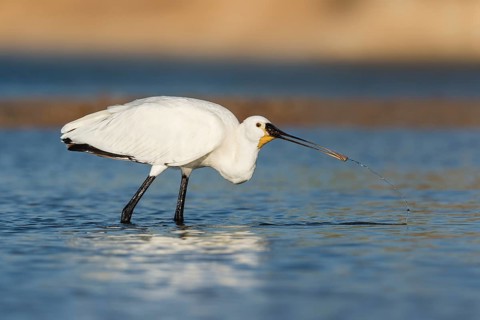 Eurasian Spoonbill (Platalea leucorodia) foraging, Eilat, Israel