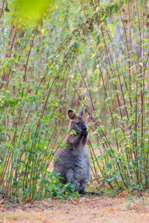 A red-necked wallaby (Macropus rufogriseus) sits on a cloudy day amidst tall, dense clumps of