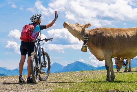 Woman with electric mountain meets a herd of cows, in the Bregenz Forest mountains near, Au,