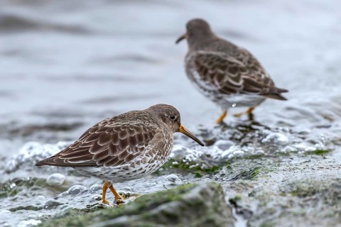 MeerstrandlÃ¤ufer