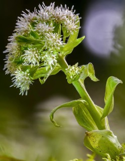 Asteraceae, daisy, butterbur, petasites albus, white butterbur, flora, high size, vertical format,