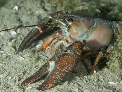 Close-up of a crayfish with large claws, the signal crayfish (Pacifastacus leniusculus), an