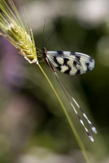 Thready, nemoptera sinuata, spoonwing, southeast European threadwing antlion, Bulgaria, high size,