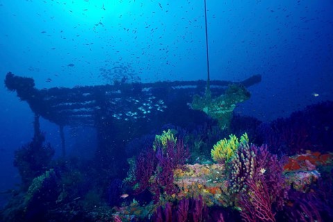 A shipwreck overgrown with colourful corals, Violescent sea-whips (Paramuricea clavata) and fish