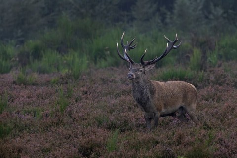 The cold September rain does not disturb the red deer (Cervus elaphus), red deer rutting season,