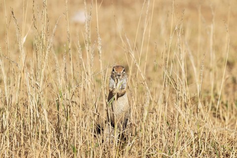 Cape Ground Squirrel (Xerus inauris). Female, feeding. Kalahari Desert, Kgalagadi Transfrontier