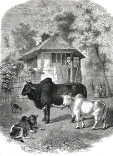 Group of zebu, humpback, in a rural area, 1860, authentic, high-resolution reproduction from a 19th