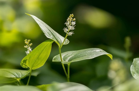 Convallariaceae, Maianthemum bifolium, lily of the valley, may lily, shadowflower, two-leaf