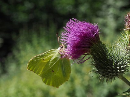 A butterfly, the lemon butterfly (Gonepteryx rhamni), perches on a bright purple thistle flower in