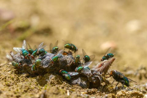 Calliphoridae, goldfly, Lucilia spec., blowflies, carrion, diptera, insects, carcass, shrew, dead,