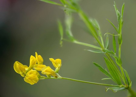 Lathyrus pratensis, sweet pea, meadow pea, flora, meadow pea, meadow vetchling, plants, yellow pea