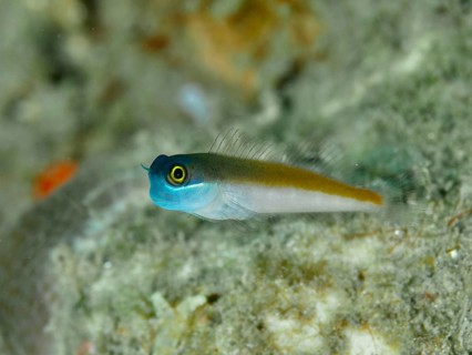 Small blue-and-yellow blenny, blue-headed blenny (Ecsenius ops), near corals on the seabed, Spice