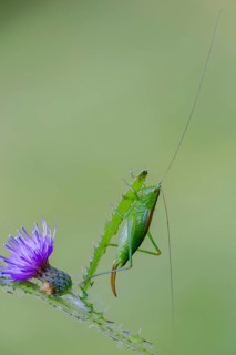 Conocephalus dorsalis, short-winged swordscare, short-winged conehead, grasshopper, grasshopper,