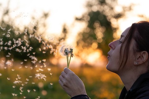 Young woman blowing dandelion seeds into the air during a golden sunset in a meadow. Dreamy