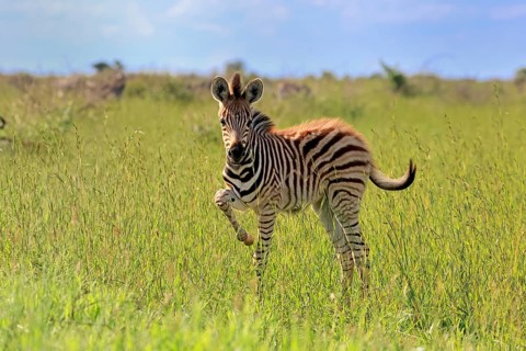 Burchell's zebra (Equus quagga burchelli), Burchell's zebra, young animal, foal, alert, Kruger