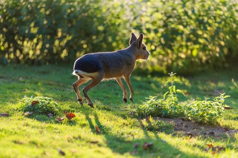 A Patagonian mara (Dolichotis patagonum) leaps across a meadow against the light. In the