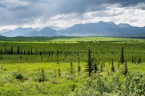 Taiga and tundra, mountain landscape of the Alaska Range with dramatic cloudy sky, Denali National
