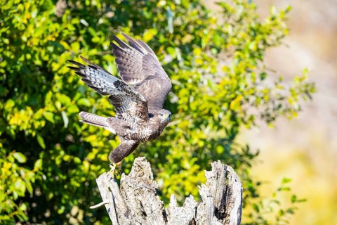 Common Buzzard (Buteo buteo) Germany
