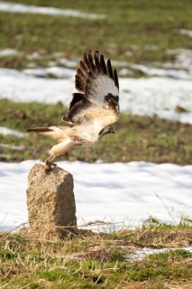 Accipitriformes, buzzard, buteo buteo, buzzard, buzzard, birds, flying, flight, birds of prey, high