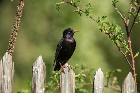 Star, Starling, Sturnus Vulgaris, Birds, Garden, Garden Fence, Garden Fence, Passeri, Songbirds,