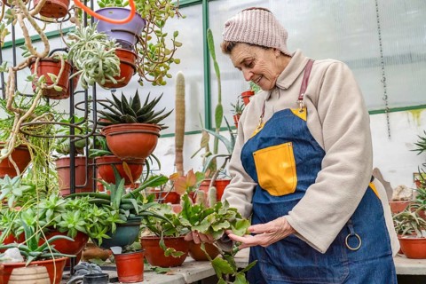 Smiling older woman in pink knit headband and denim apron gently handles a large flat succulent
