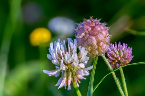 Strawberry clover, fabaceae, raspberry clover, creeping clover, medium clover, butterflies,