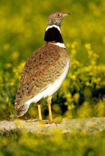 Little Bustard (Tetrax tetrax), at a courtship site amongst a stand of Sharp-seeded Diplotaxis
